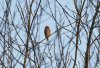 Hawfinch at Hockley Woods (Steve Arlow) (95152 bytes)